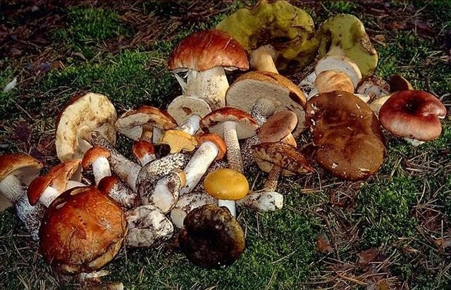 На Полтавщині сталося перше смертельне отруєння грибами