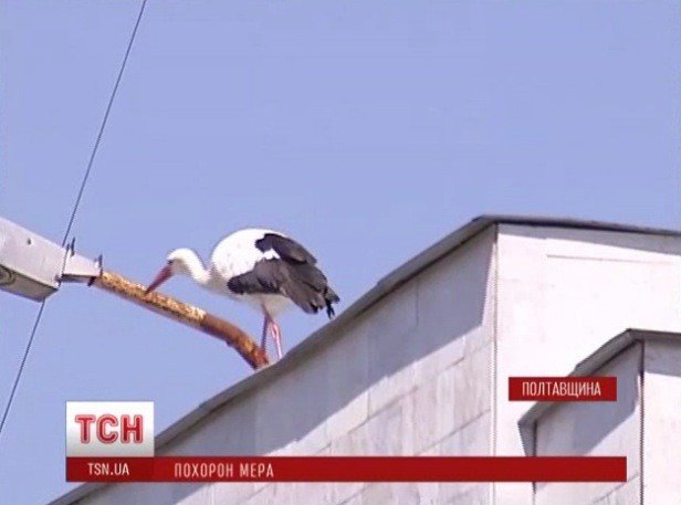 Під час прощання з Бабаєвим над майданом пролетів лелека