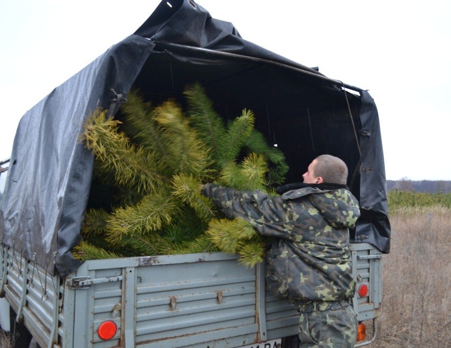 На Полтавщині оштрафували 300 осіб, які незаконно зрубували ялинки в лісі