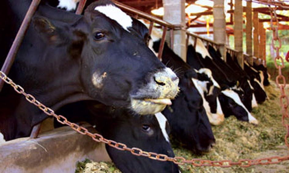 Полтавщина лідирує в Україні по виробництву молока в сільгосппідприємствах