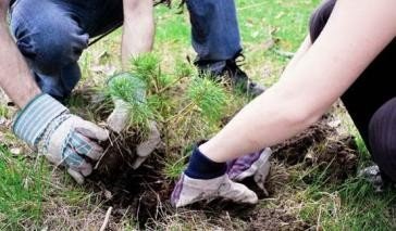 У Полтаві влада змусить комунальників та дітей садити дерева