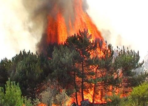 Протягом вихідних рятувальники ДСНС ліквідовували масштабні лісові пожежі та загоряння сухостою