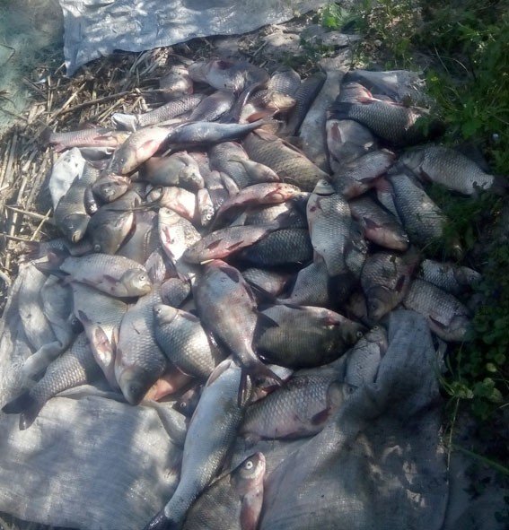 У районі національного парку «Нижньосульський» браконьєри виловили 40 кг риби