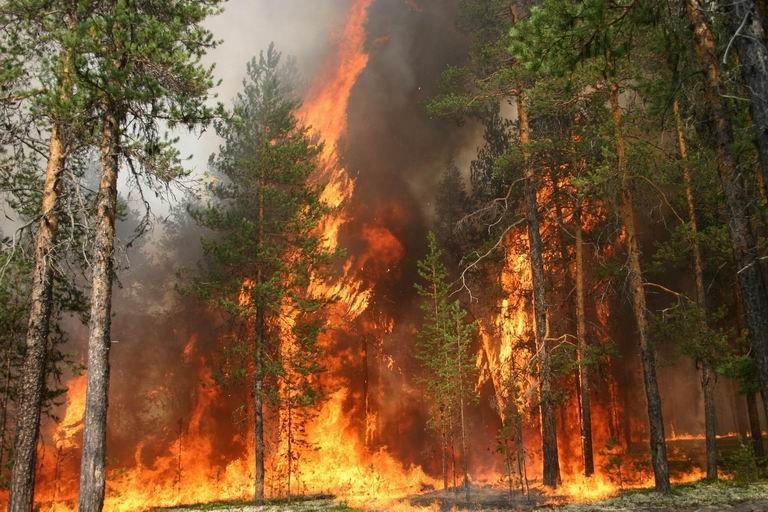 Пожежники закликають обережніше відпочивати в лісі