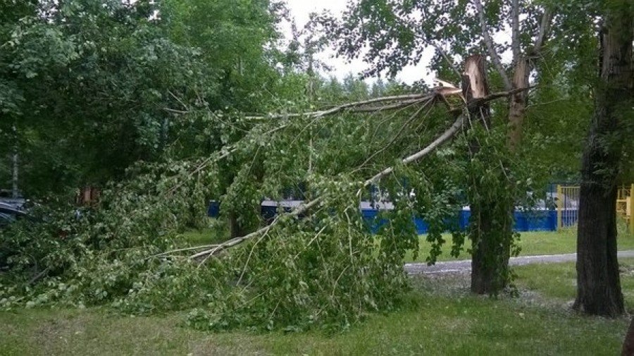 У Кременчуці гілки дерев травмували людей