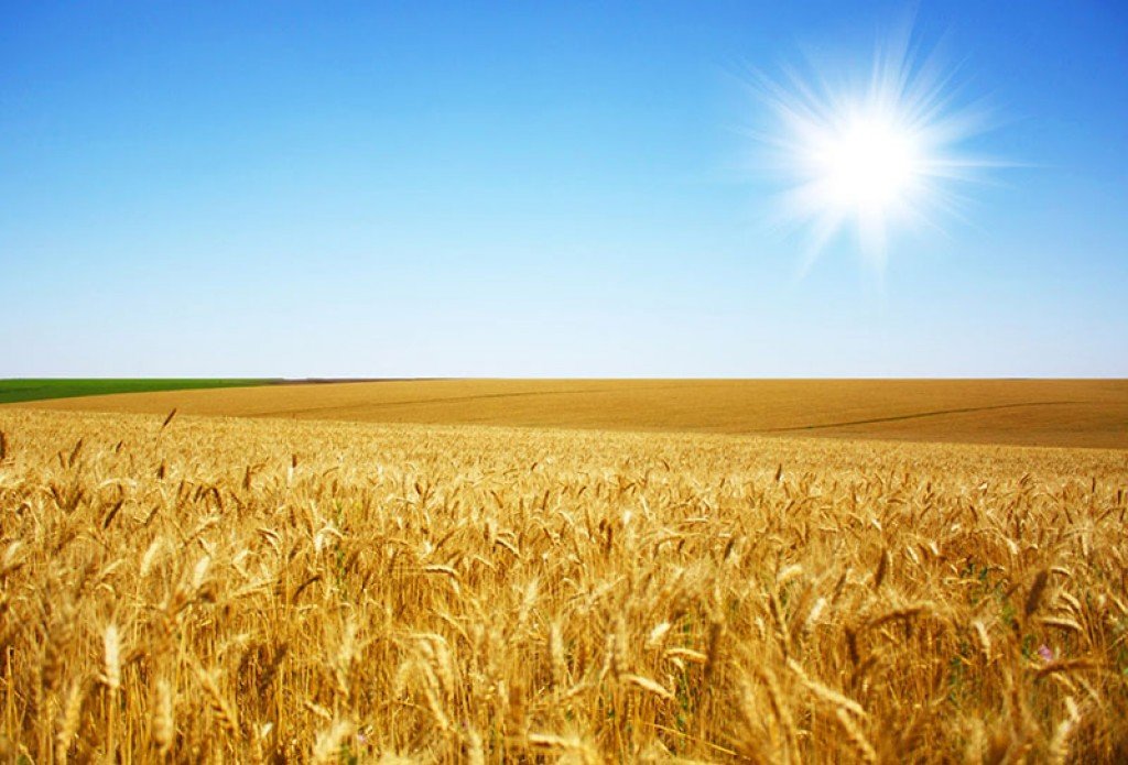 На Полтавщині планують зібрати більше півтора мільйона тонн ранніх зернових 
