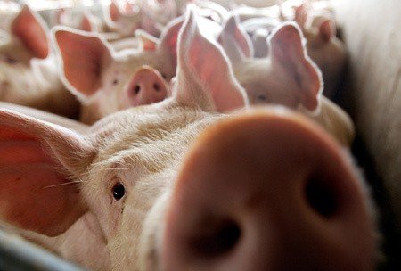 На Полтавщині нарахували вже 300 свиней, заражених африканською чумою