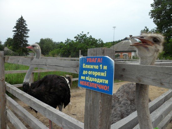 На Полтавщині проводять екскурсії на страусину ферму