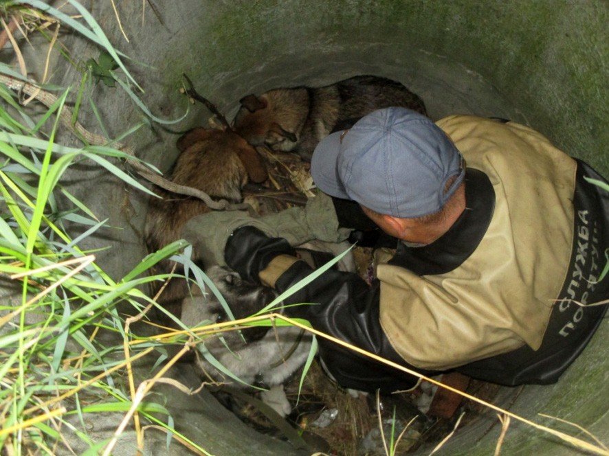 У Кременчуці рятувальники витягли із каналізації трьох собак