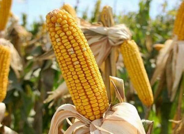 Чоловік із Лубенщини може сісти за крадіжку кукурудзи