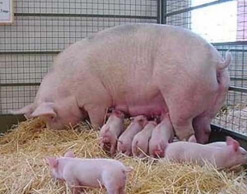 На Полтавщині ліквідували африканську чуму свиней