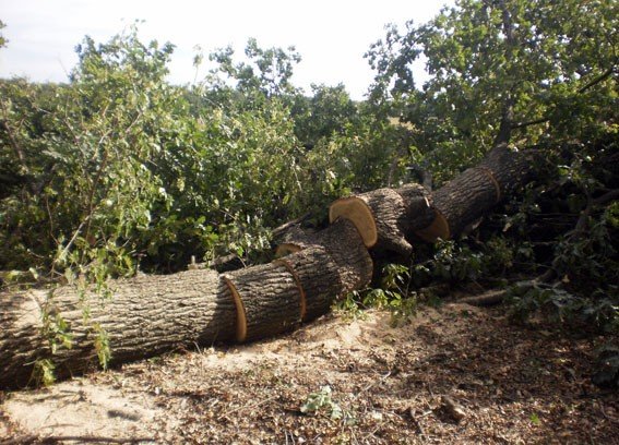 У Карлівському районі п’ятеро осіб займались незаконною порубкою дерев