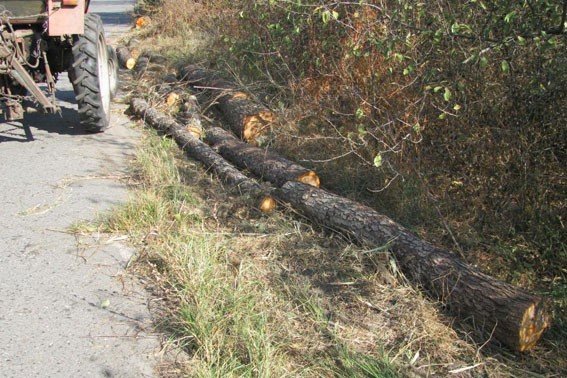 На Полтавщині затримали чоловіків, які вирубали 24 дерева вільхи