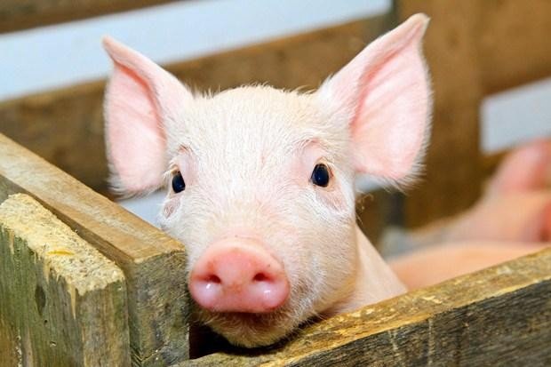 У Гребінківському районі спалили 16 туш свиней із африканською чумою