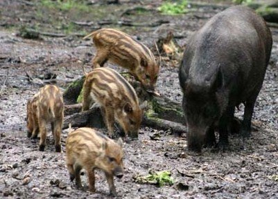 Кабмін рекомендує вибити всіх диких свиней на Полтавщині