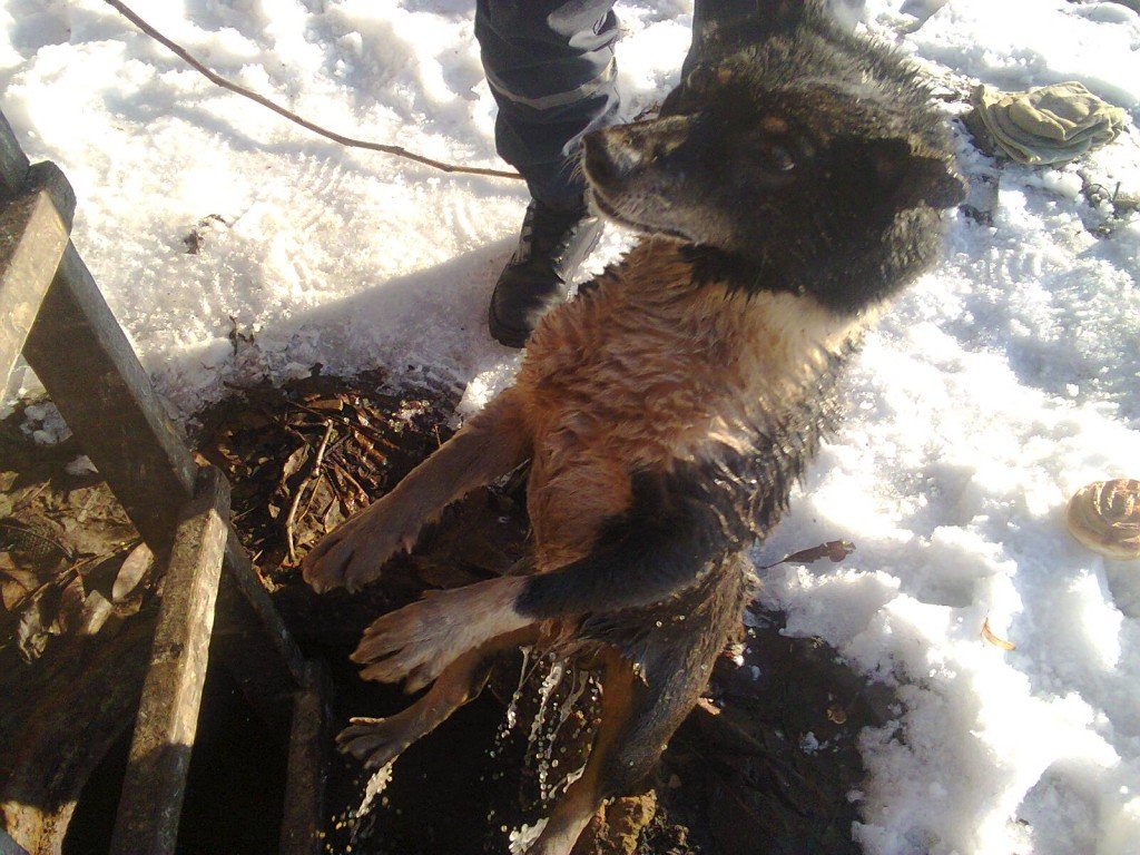 На Полтавщині врятували собаку, який упав до каналізаційного колодязя