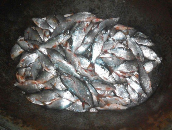З Кременчуцького водосховища незаконно виловили риби на 28 тисяч гривень