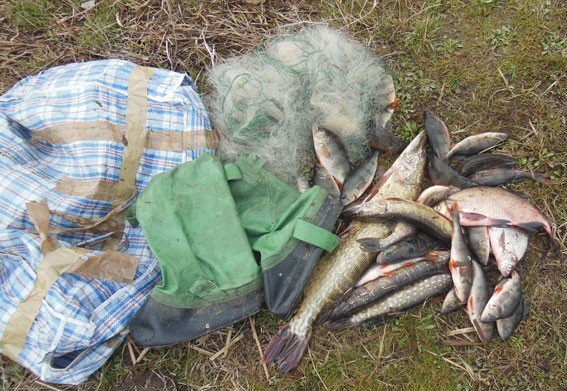 На Полтавщині чоловік сіткою незаконно виловив 12 кг риби