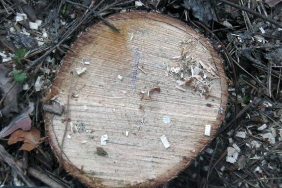 За незаконне вирубування дерев на Полтавщині чоловіки можуть отримати до трьох років