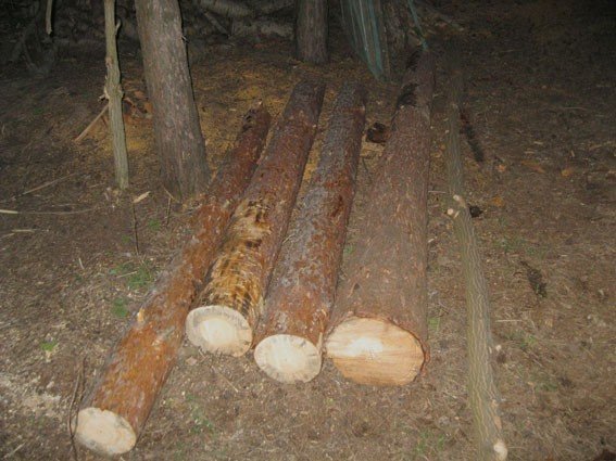 За незаконне вирубування дерев на Полтавщині чоловіки можуть отримати до трьох років