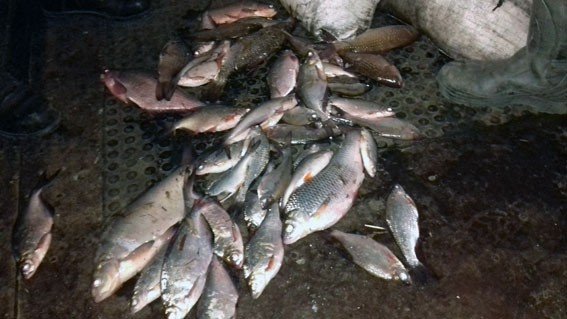 У Семенівському районі п’яний чоловік на річці Сула сітками ловив рибу