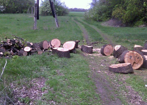 На Полтавщині затримали чоловіка, який перевозив незаконно зрубані дерева