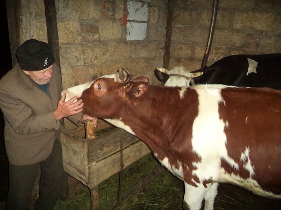У жителя Пирятинського району вкрали корів та перевезли їх до Чернігівської області.