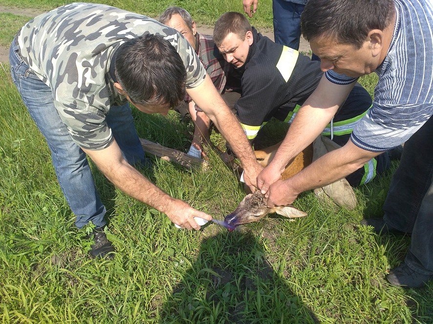 На Полтавщині врятували косулю, яка заплутала у сітці (фото)