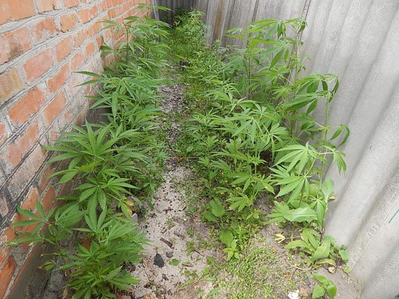 Замість городини – конопля: на Полтавщині чоловік вирощував наркотики