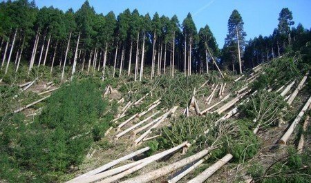 Обласні управління лісового господарства мають посилити контроль над здійсненням санітарних рубок