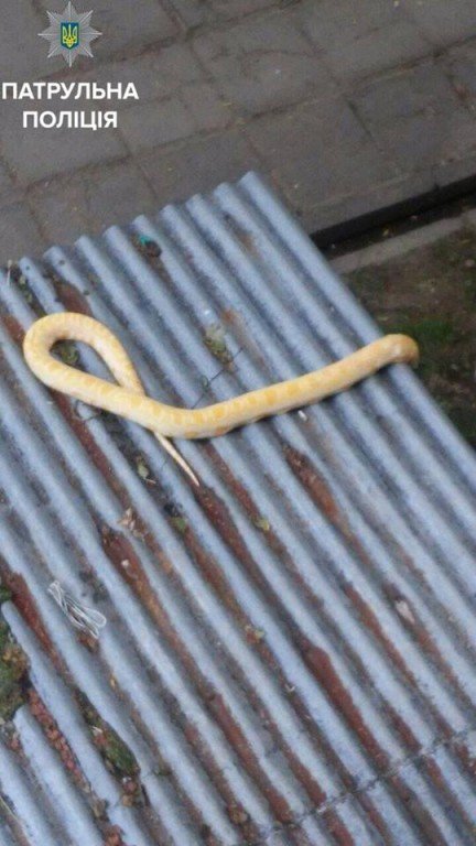 До полтавців на балкон звалилася змія
