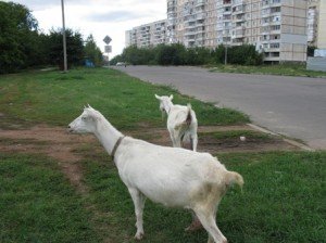 МНС: допомагати потрібно не тільки людям, але і …козам