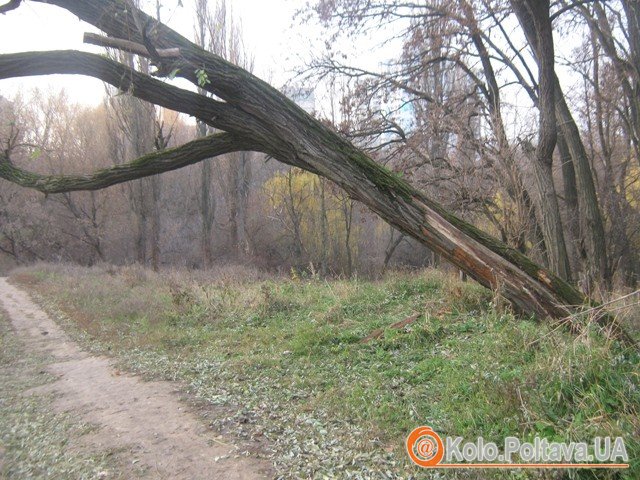 Суха деревина у будь-який момент може впасти