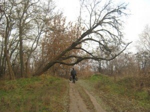 Аварійні дерева у Полтаві - проблема. Але її можна вирішити