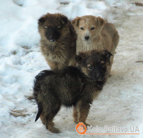 Дуже веселі і довірливі цуценята чекають на своїх господарів