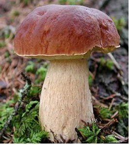 Обережно у грибах радіація. Фото з www.mushrooms.tj
