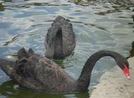 У Чутовому можна не лише покататися на конях, але й погодувати лебедів