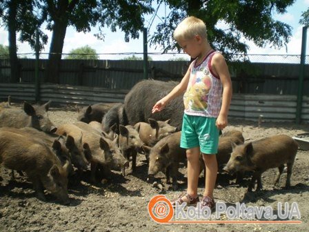 На Лубенщині є мисливська база, куда часто приїздять на екскурсію