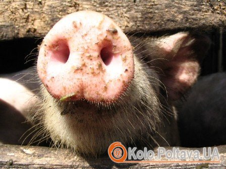 Фото: fotolife.com.ua