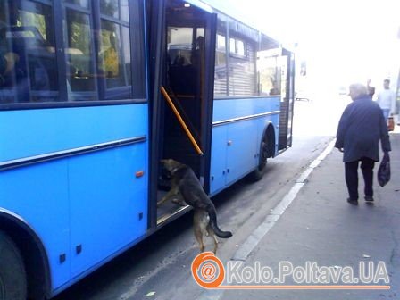 Пес намагався сісти в "кільцевий" автобус.