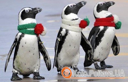 фото з сайту animalpicture.ru
