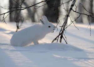 Фото з сайту gorod.tomsk.ru