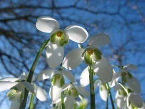 Фprovolynото з сайту provolyn.com