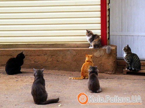 Весною коти починають вести себе активніше в "любовних" справах, хоча можуть не припиняти шлюбні ігри увесь рік (Фото з kotomatrix.ru)