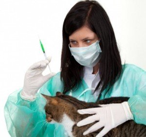 Котам треба робити щеплення від усіх інфекційних хвороб з 3 місяців, собакам – з 2. Ревакцинація проводиться один раз на рік. (Фото з kakprosto.ru)