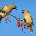 Фото з сайту arushanov-robert.ru