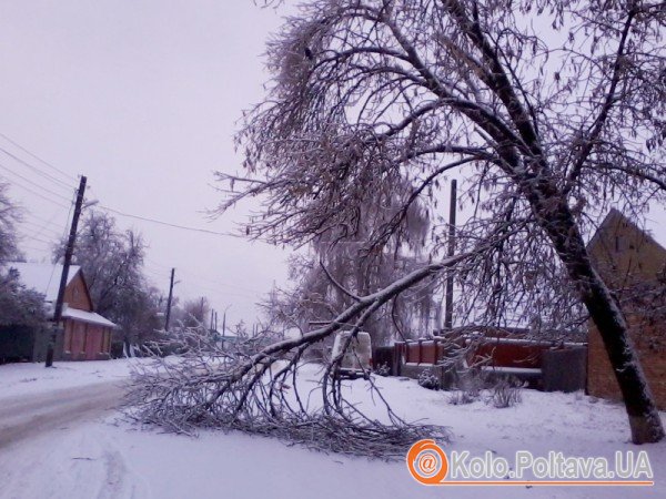 У Полтаві комунальники прибиратимуть з вулиць міста небезпечні дерева: тимчасово вимикатимуть світло. Фото Ніни Король.