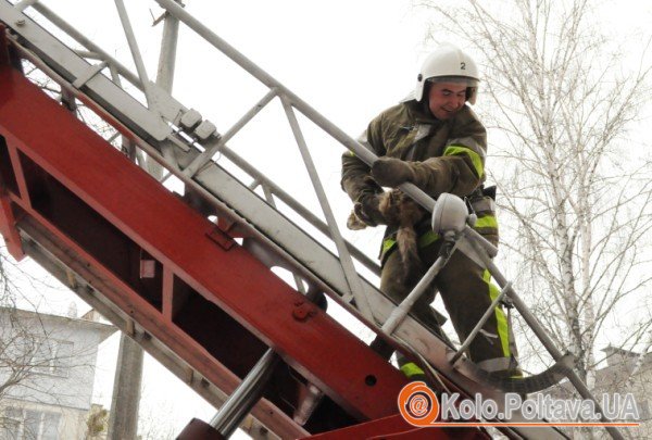 Під час порятунку чотирилапа вчепилася у свого рятівника