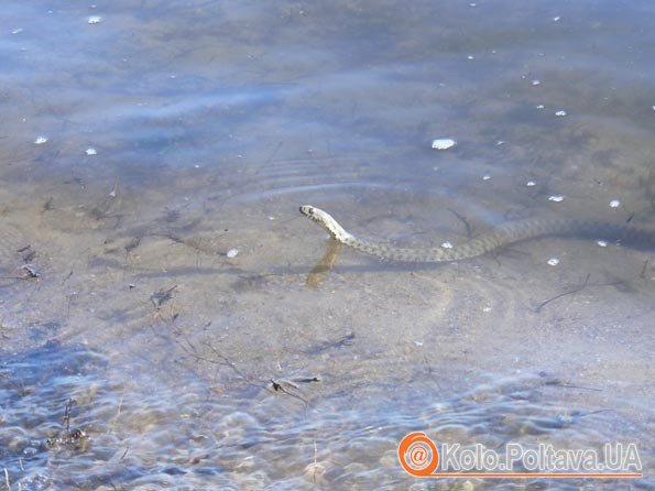 Вуж водяний. Фото з сайту photo.online.ua