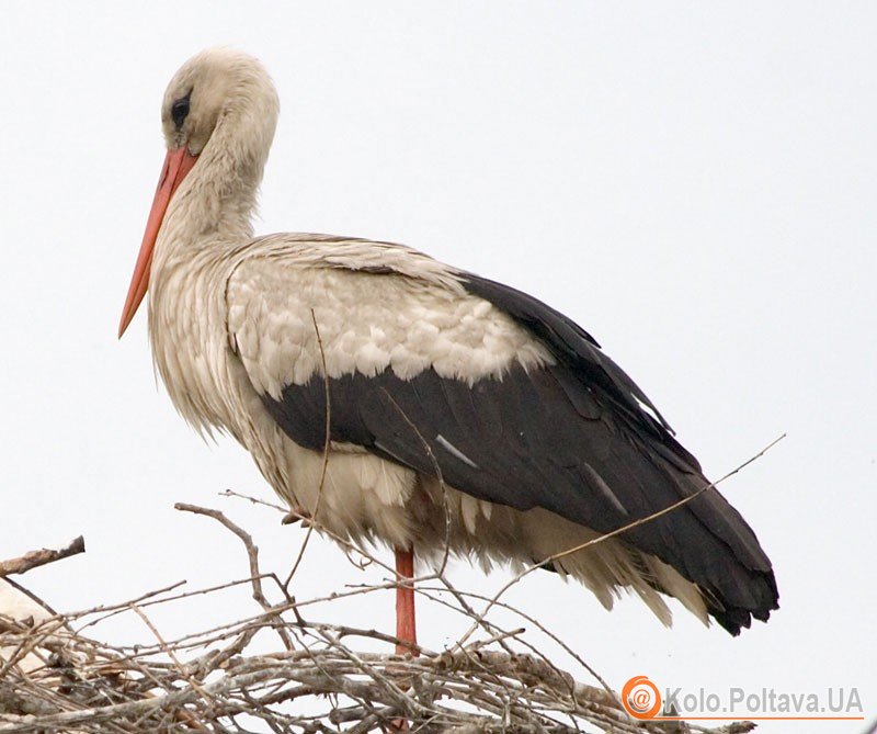 Фото фото birdlife-ua.livejournal.com